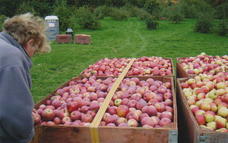 Apple bins