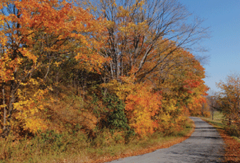 fall road