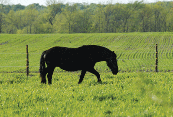 black horse