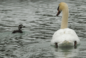 swan duck