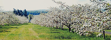 fleurs pommiers apple blossom