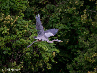 great blue heron Prince Edward County nature photography