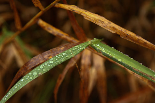 blade of grass