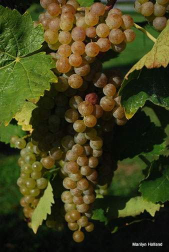 grapes