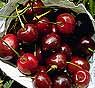 Cherries