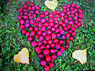 apple heart
