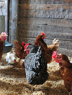 chickens