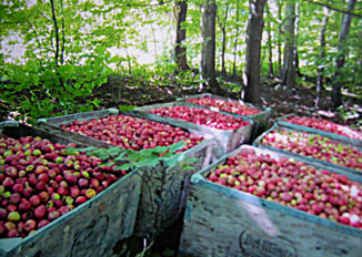 pommes