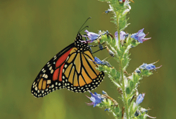 monarch butterfly