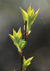 new leaves