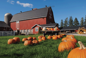 pumpkin farm
