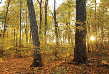 autumn woods