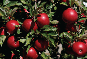 apples