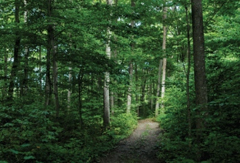 beaver meadow