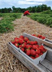 strawberries