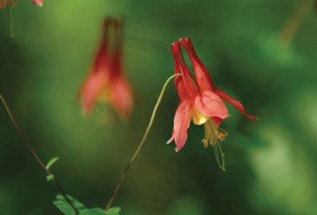 columbine flower