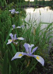wild irises