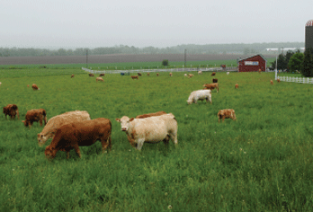 bloomfield cattle