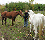 Horses