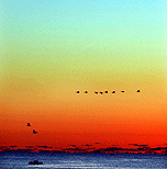 Geese