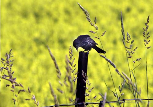 IMG_4879 copy