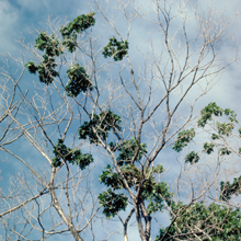 sugar maple clumping