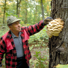 fungus tree