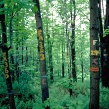 research forest