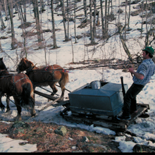 Maple syrup horses Vermont