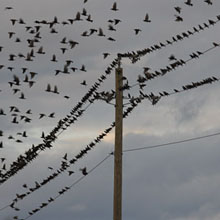 birds on electric power line