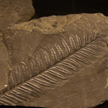 fossil shale