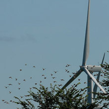 birds and wind turbine