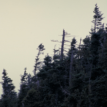 Dead spruce Vermont