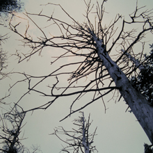 dead trees