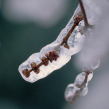 ice tree bud