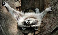 raccoon