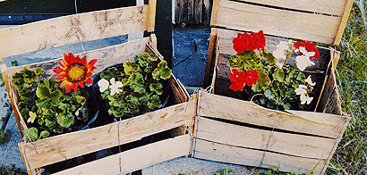 flowers fleurs