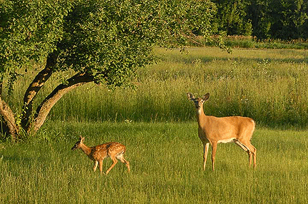 Doe and fawn on farm