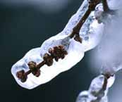 ice storm tree