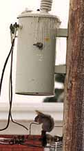 ice storm squirrel