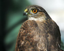 Sharp-shinned hawk