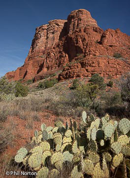 Arizona cactus in Sedona