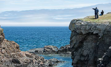 Puffin watching and whale watching near Bonovista, Newfoundland
