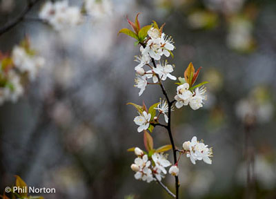 tree blossom Prince Edward County nature photography