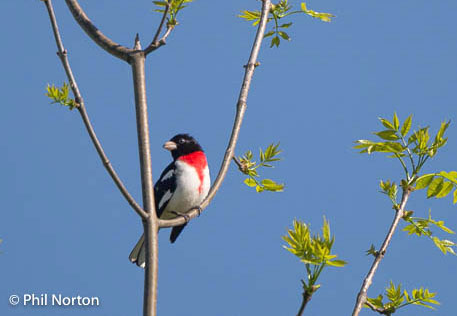 Rose-breasted grosbeak Prince Edward County Ontario birdathon