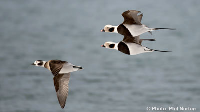 Long tail ducks, Lake Ontario, birdathon