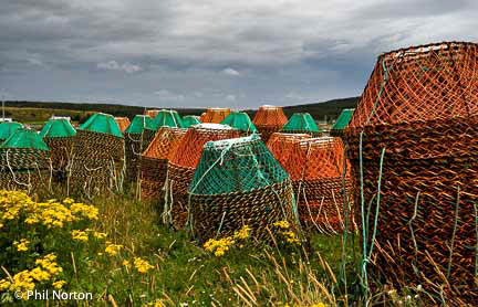 Newfoundland fishing traps