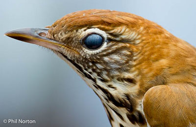 wood thrush bird banding station Prince Edward County