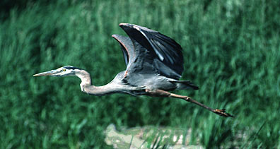 great blue heron