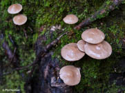 mushrooms in forest